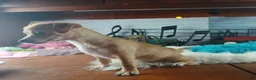 Chihuahua dogs for sale: Nationwide delivery. Popcorn yellow boy - Ad 7