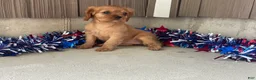 Cavalier King Charles Spaniel dogs for sale: Helen Cavalier King Charles Spaniel  - Ad 7