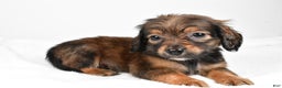 Miniature Dachshund dogs for sale: Bailey  - Ad 2