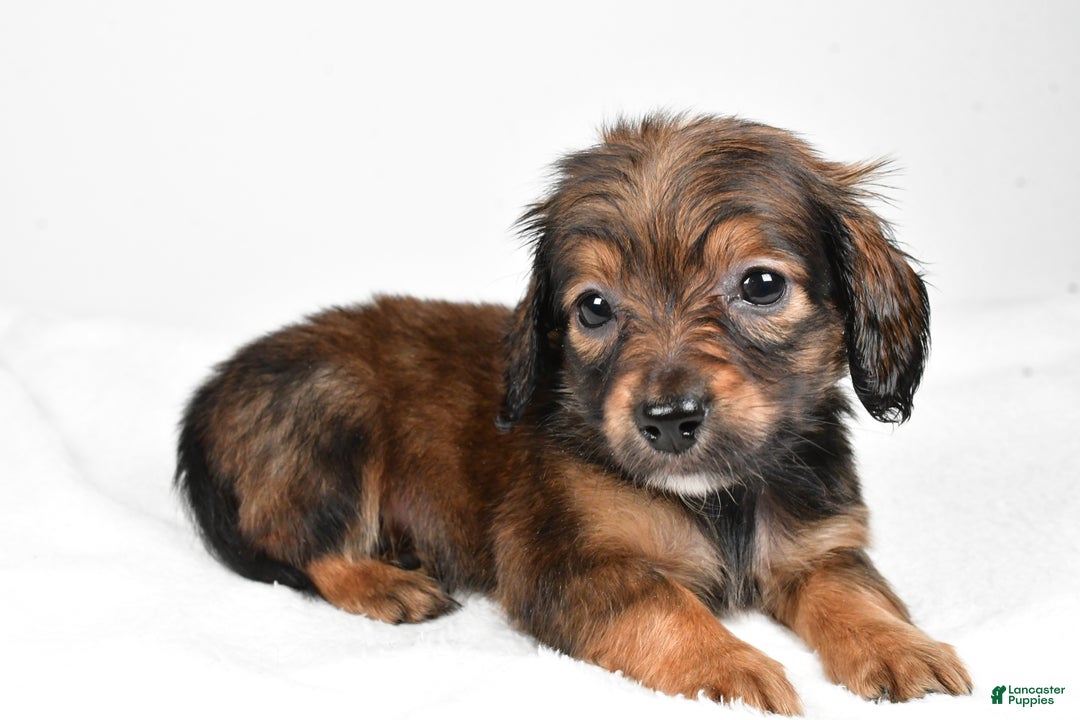 Miniature Dachshund dogs for sale: Bailey  - Ad 2