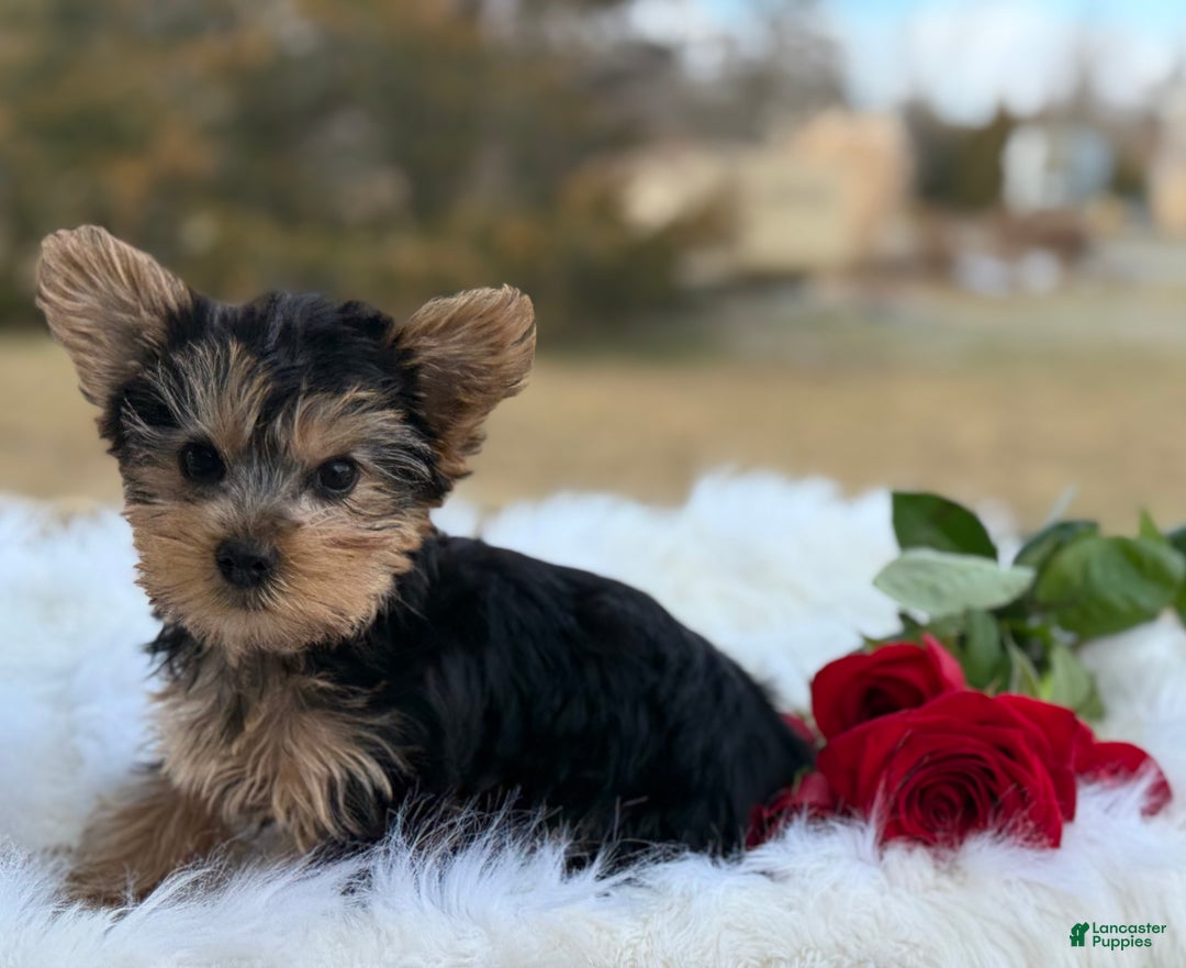 Yorkshire Terrier dogs for sale: Rose - Ad 1