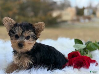 Yorkshire Terrier dogs Rose - Ad 5