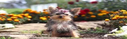 Yorkshire Terrier dogs for sale: Fiona - Ad 2