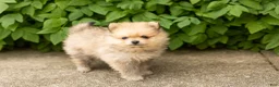 Pomeranian dogs for sale: Chip  - Ad 3