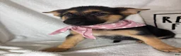 German Shepherd dogs for sale: Gladys - Ad 3