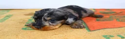 Miniature Dachshund dogs for sale: Two Face - Ad 5