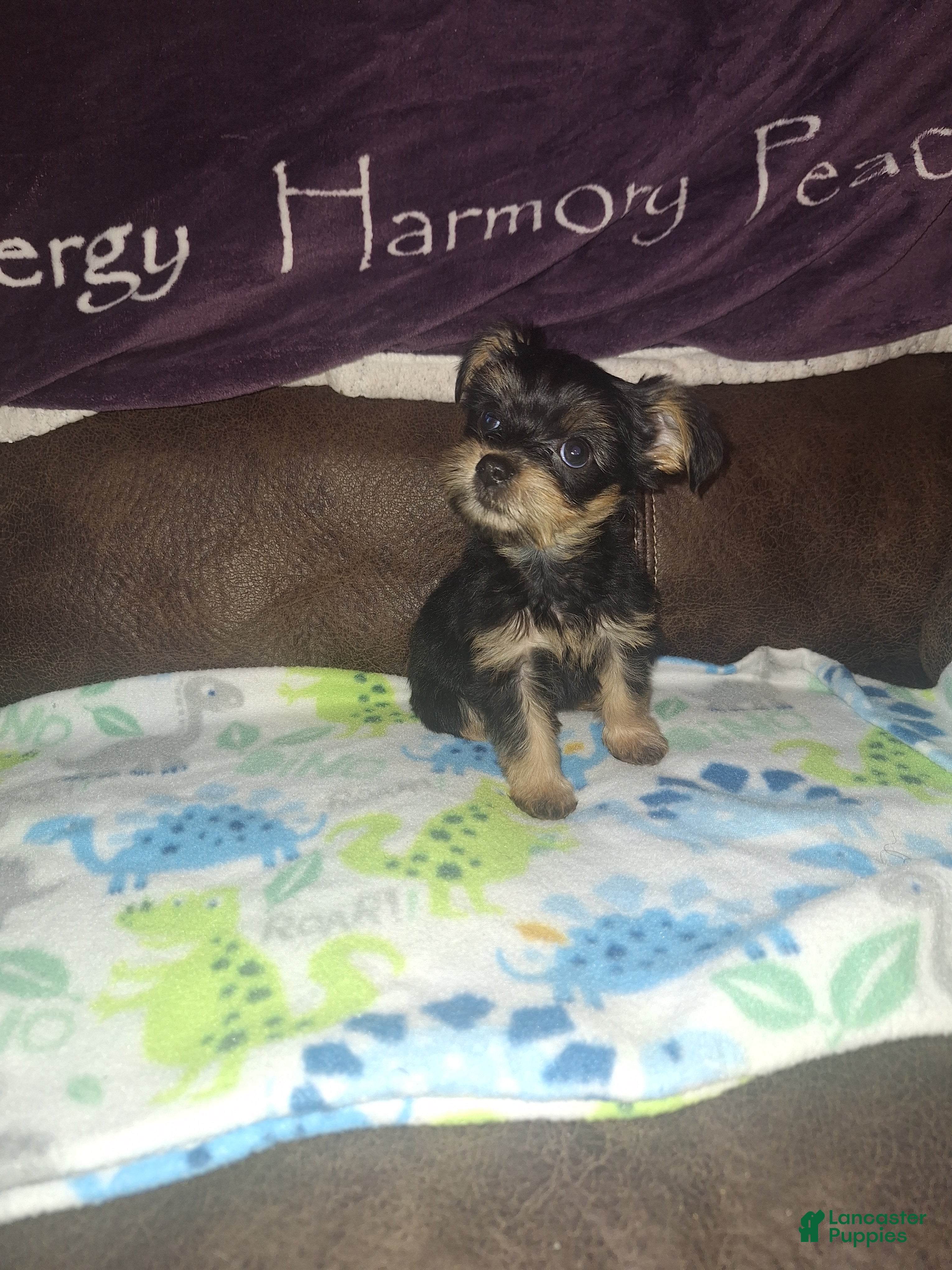 Yorkshire Terrier dogs for sale: Buttercup - Ad 1