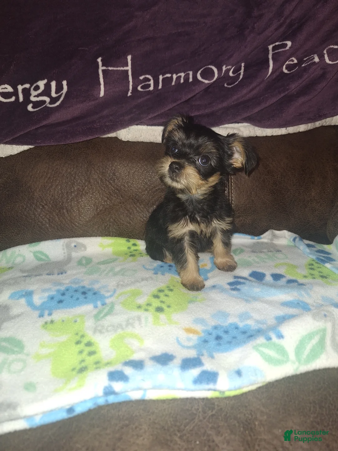 Yorkshire Terrier dogs for sale: Buttercup - Ad 1