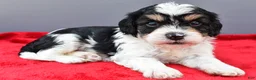 Cavapoo dogs for sale: Teddy - Ad 5