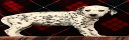 Dalmatian dogs for sale: Dolly - Ad 4