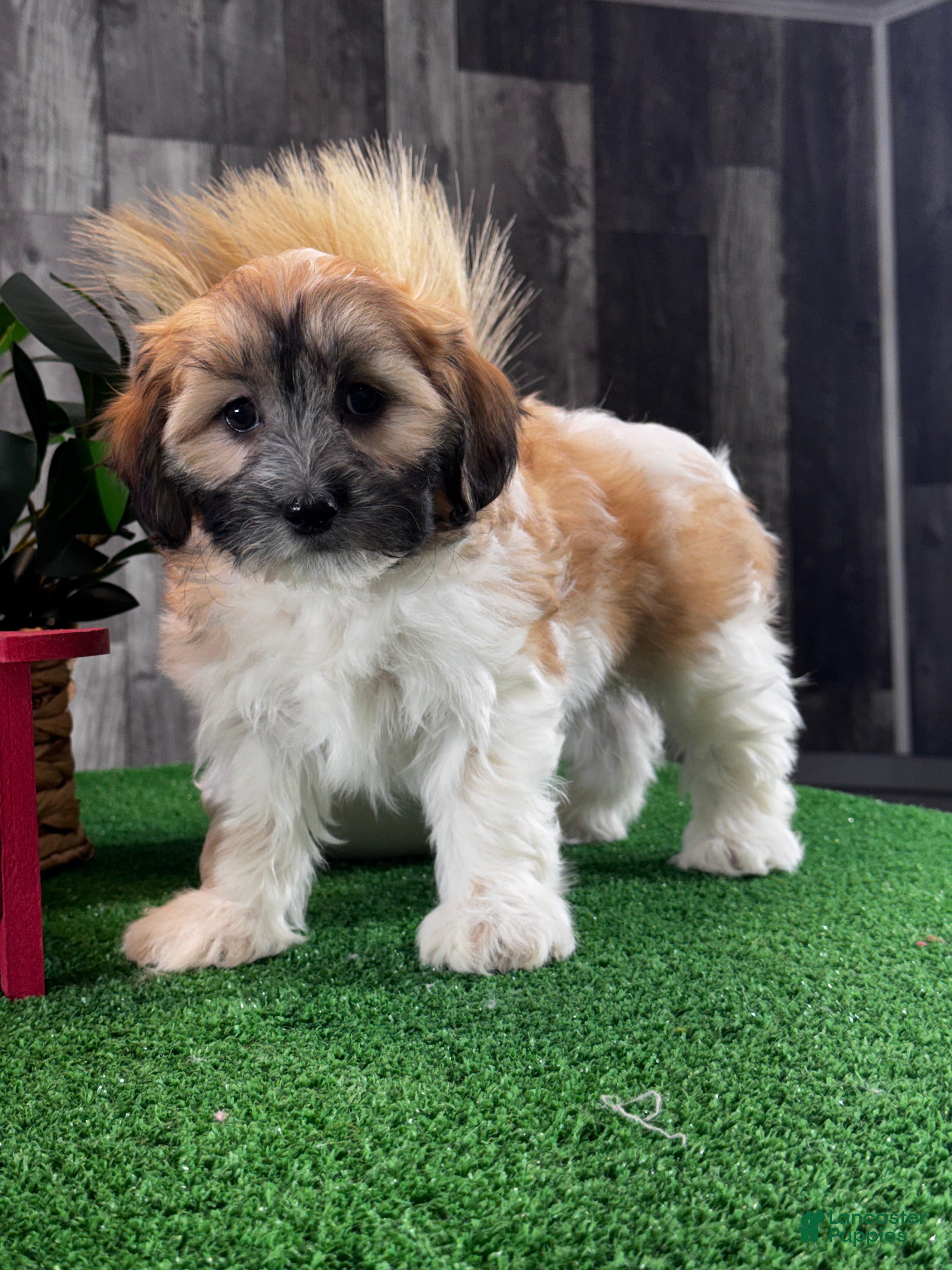 Teddy Bear dogs Jenny - Ad 41