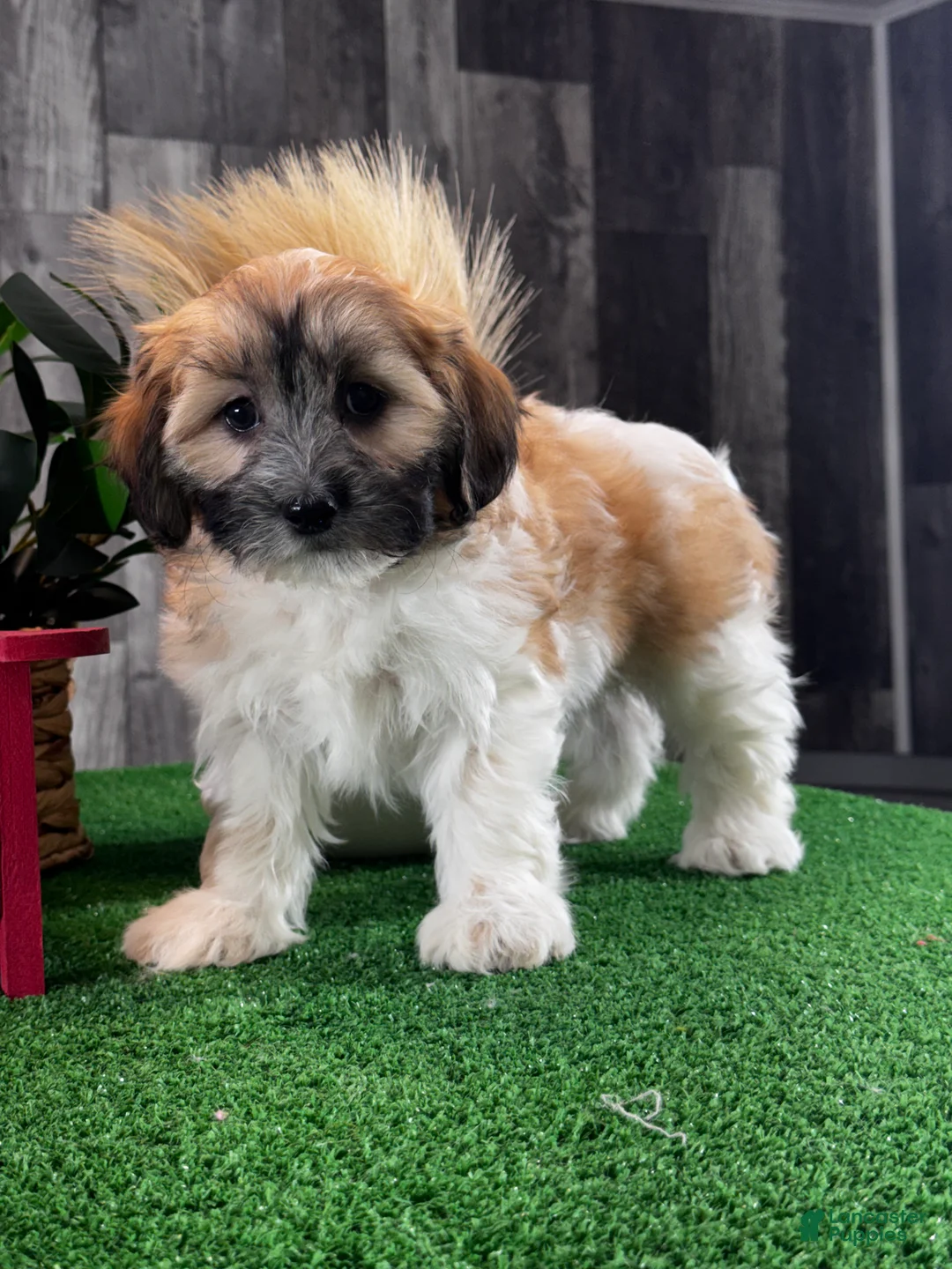 Teddy Bear dogs for sale: Jenny - Ad 1