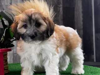 Teddy Bear dogs Jenny - Ad 41