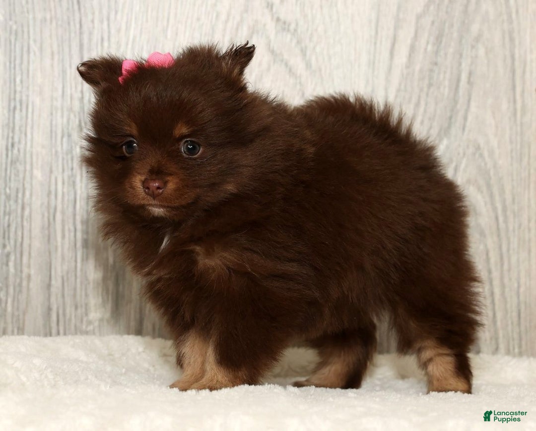 Pomeranian dogs for sale: Whitney - Ad 6