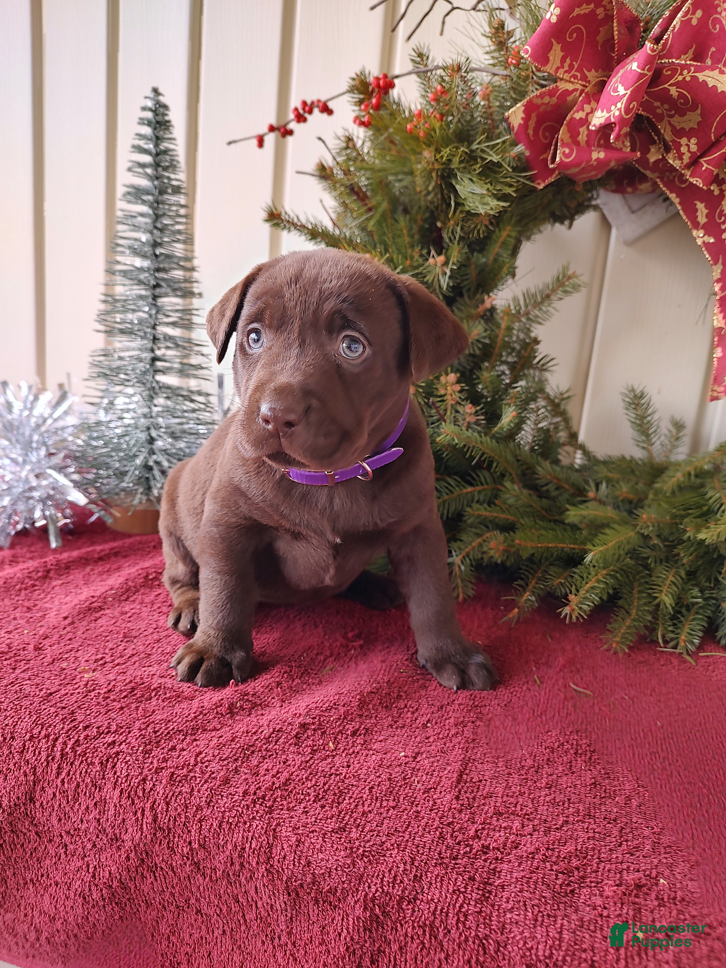 Labrador Retriever dogs for sale: Holly - Ad 3