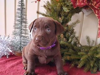 Labrador Retriever dogs for sale: Holly - Ad 3