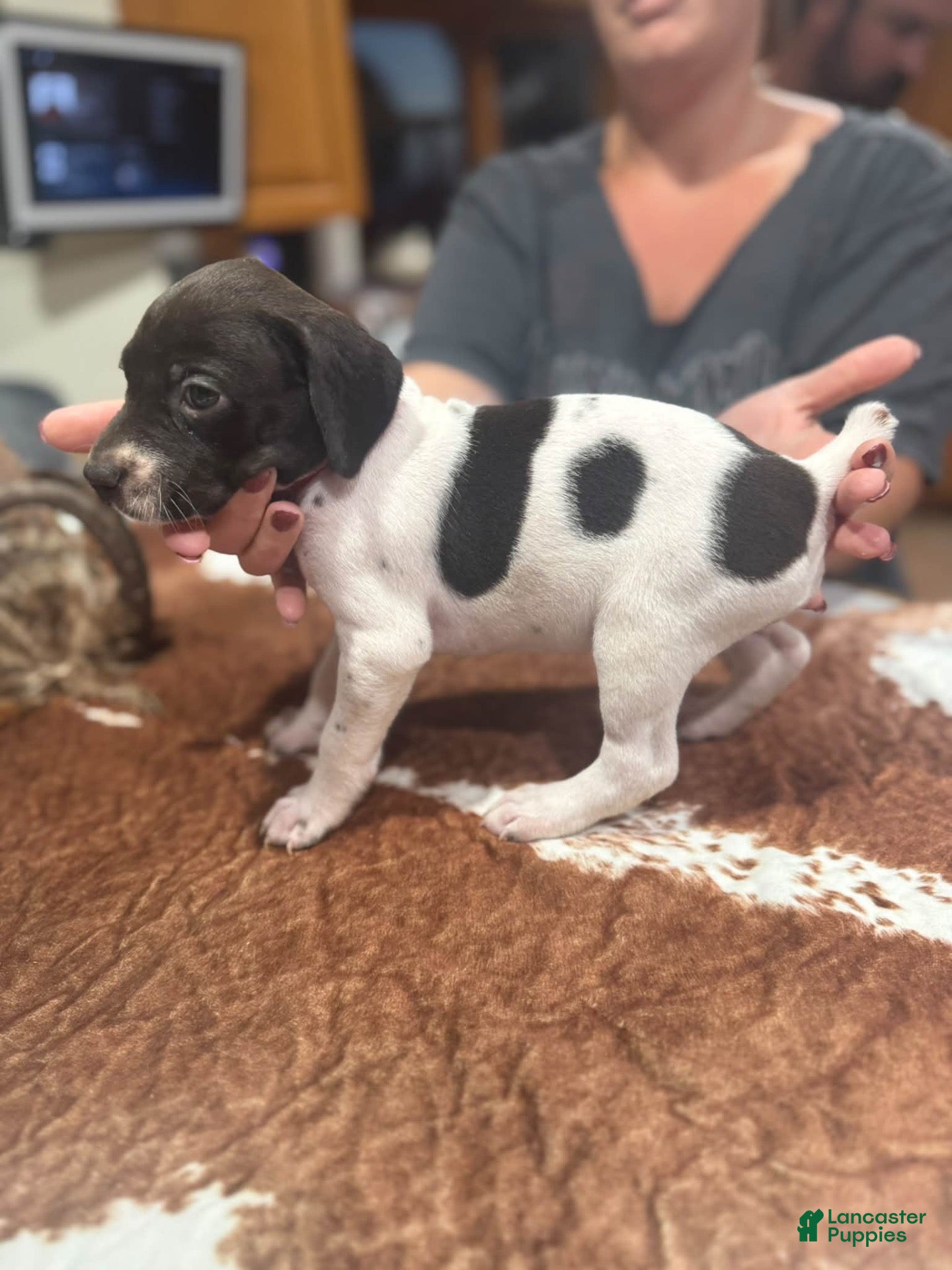 German Shorthaired Pointer dogs for sale: German Shorthaired Pointer 6 - Ad 12