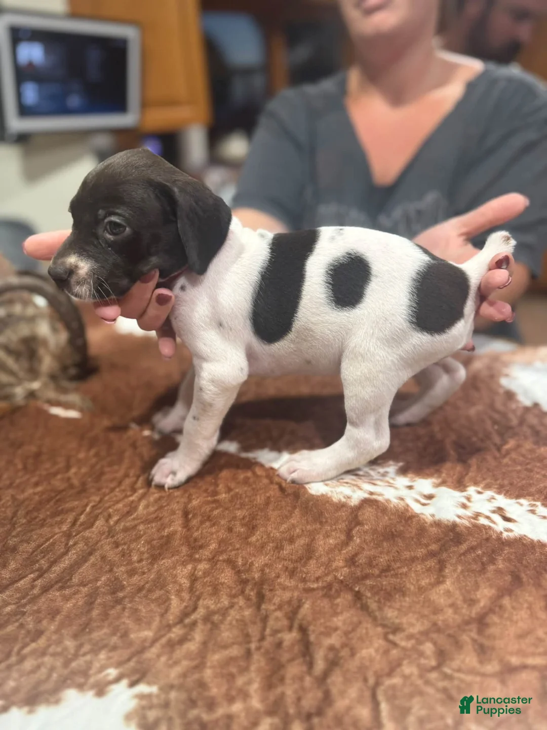 German Shorthaired Pointer dogs for sale: German Shorthaired Pointer 6 - Ad 1
