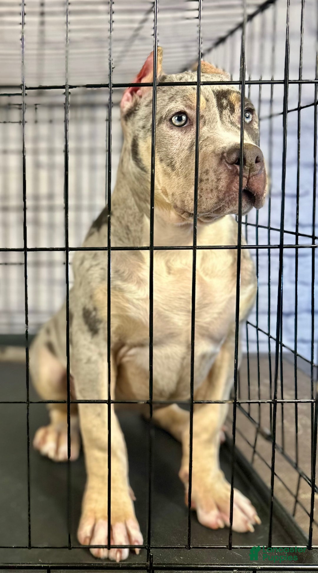 American Bully dogs for sale: Blue Moon - Ad 2