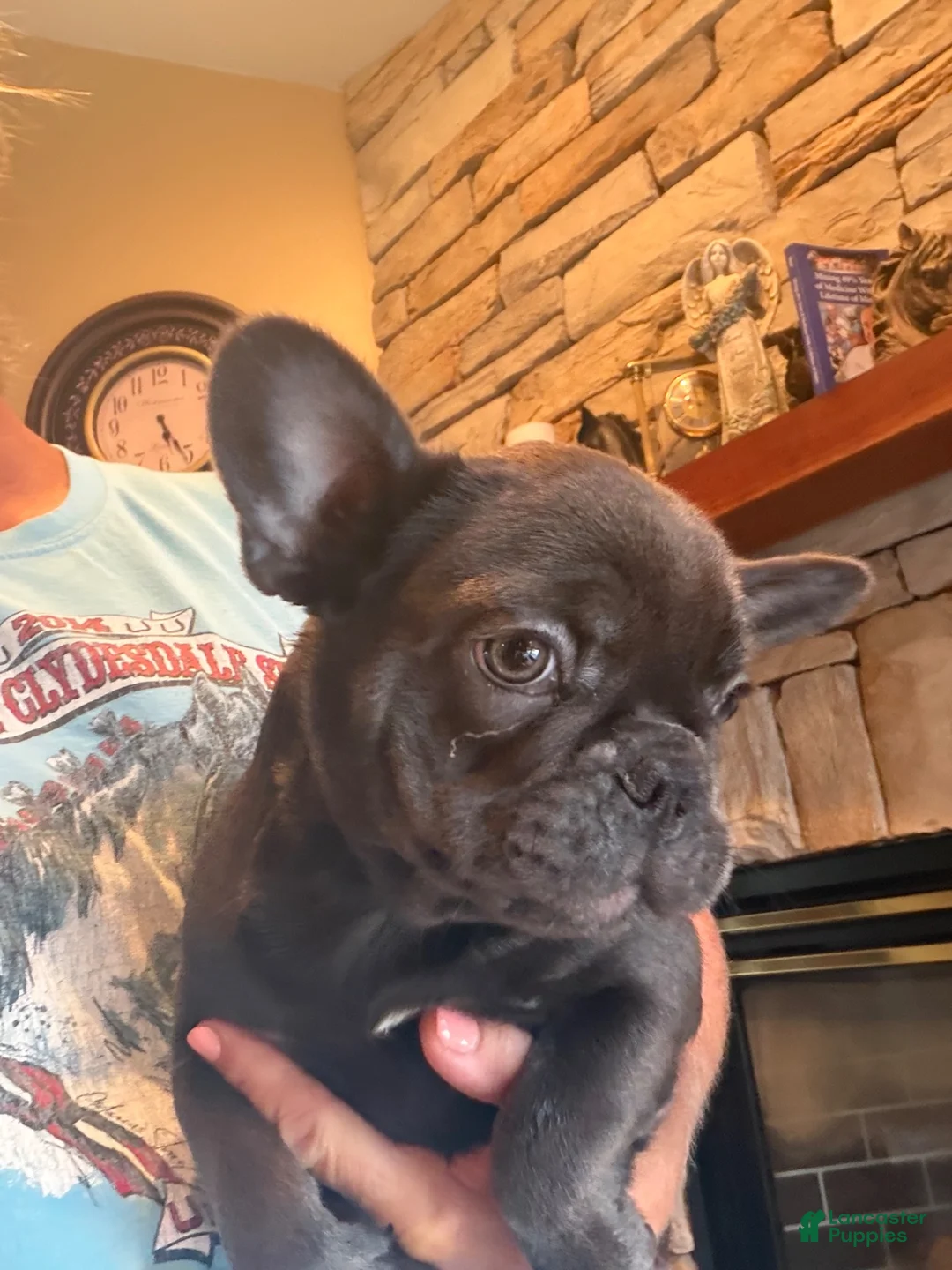 French Bulldog dogs for sale: Sia - Ad 1