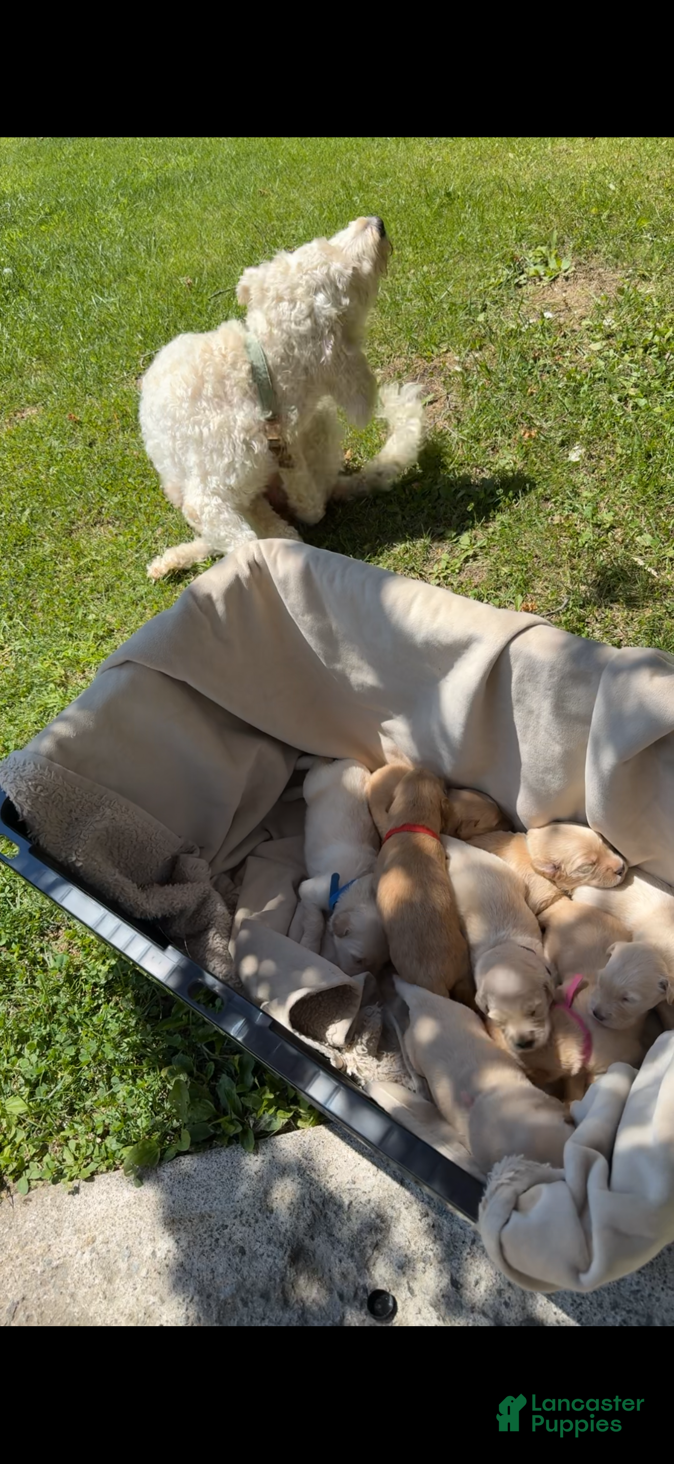 Goldendoodle dogs for sale: Mini  - Ad 1