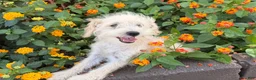 Schnoodle dogs for sale: Missy - Ad 6