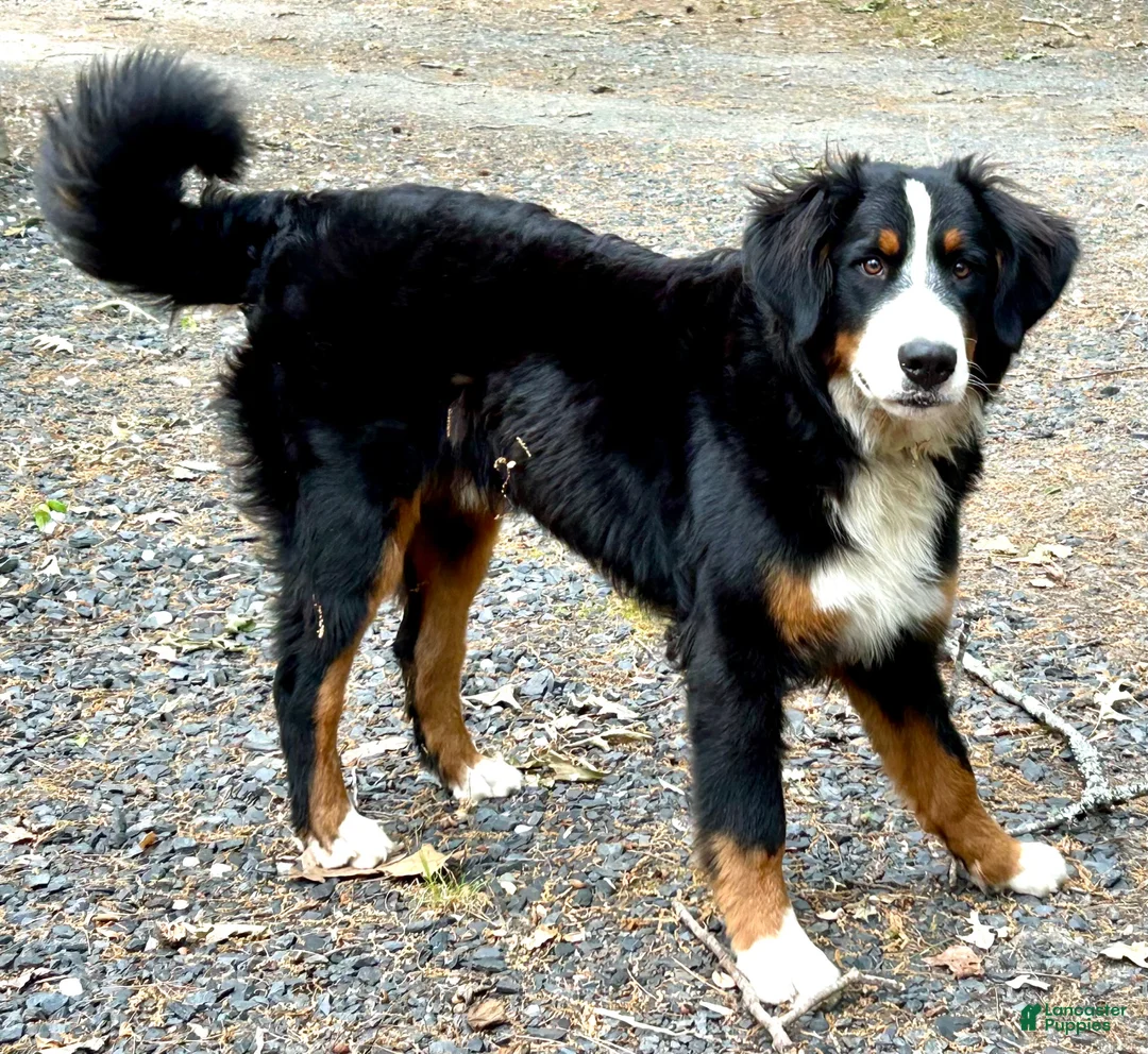 Bernese Mountain Dog dogs for sale: Finlay  - Ad 4