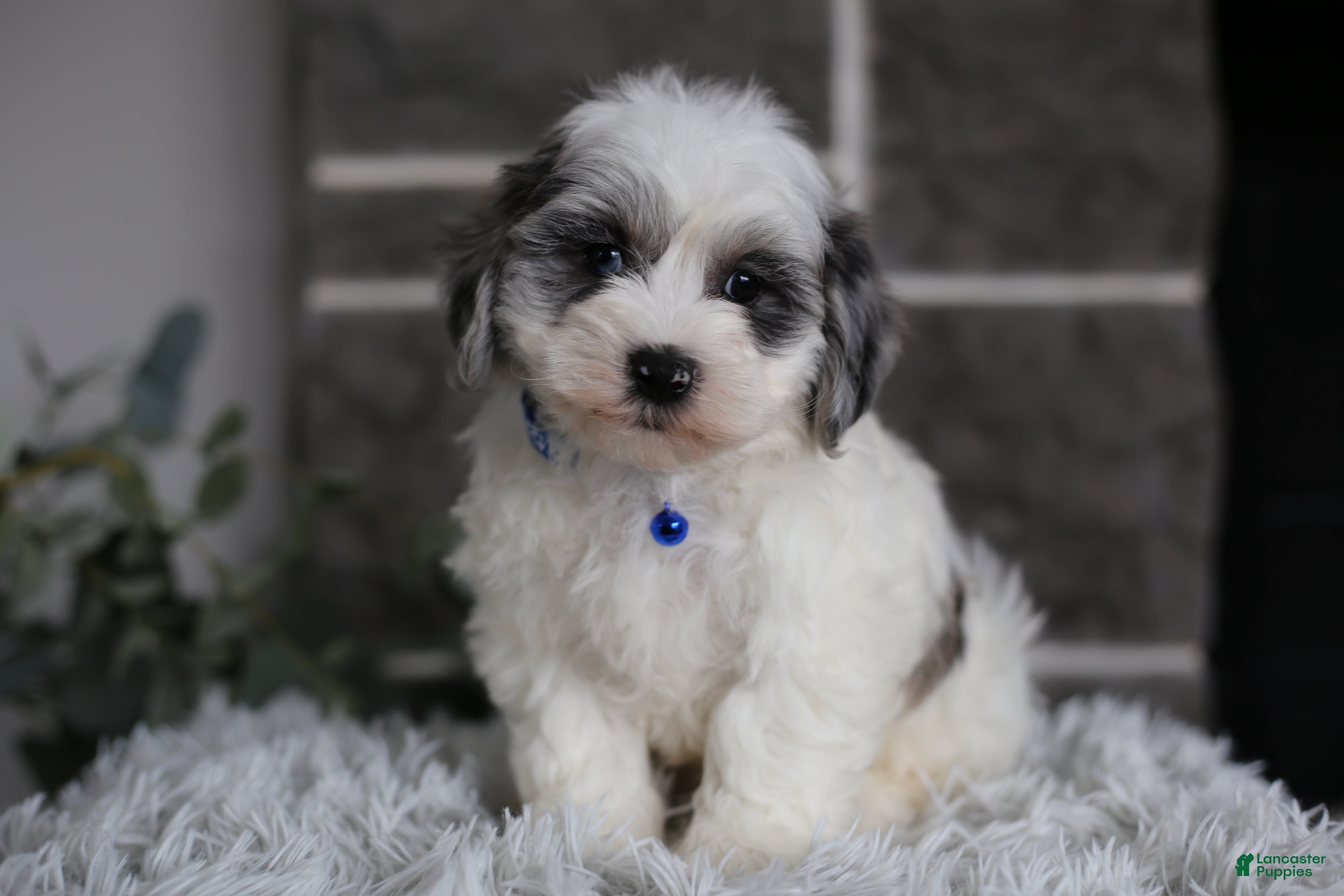 Maltipoo dogs Chubbs - Ad 2