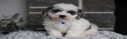 Maltipoo dogs for sale: Chubbs - Ad 2