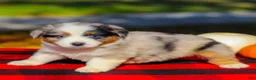 Miniature Australian Shepherd dogs for sale: Asher - Ad 5