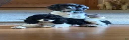 Cocker Spaniel dogs for sale: Cocker patches Spaniel Puppy 1 - Ad 2