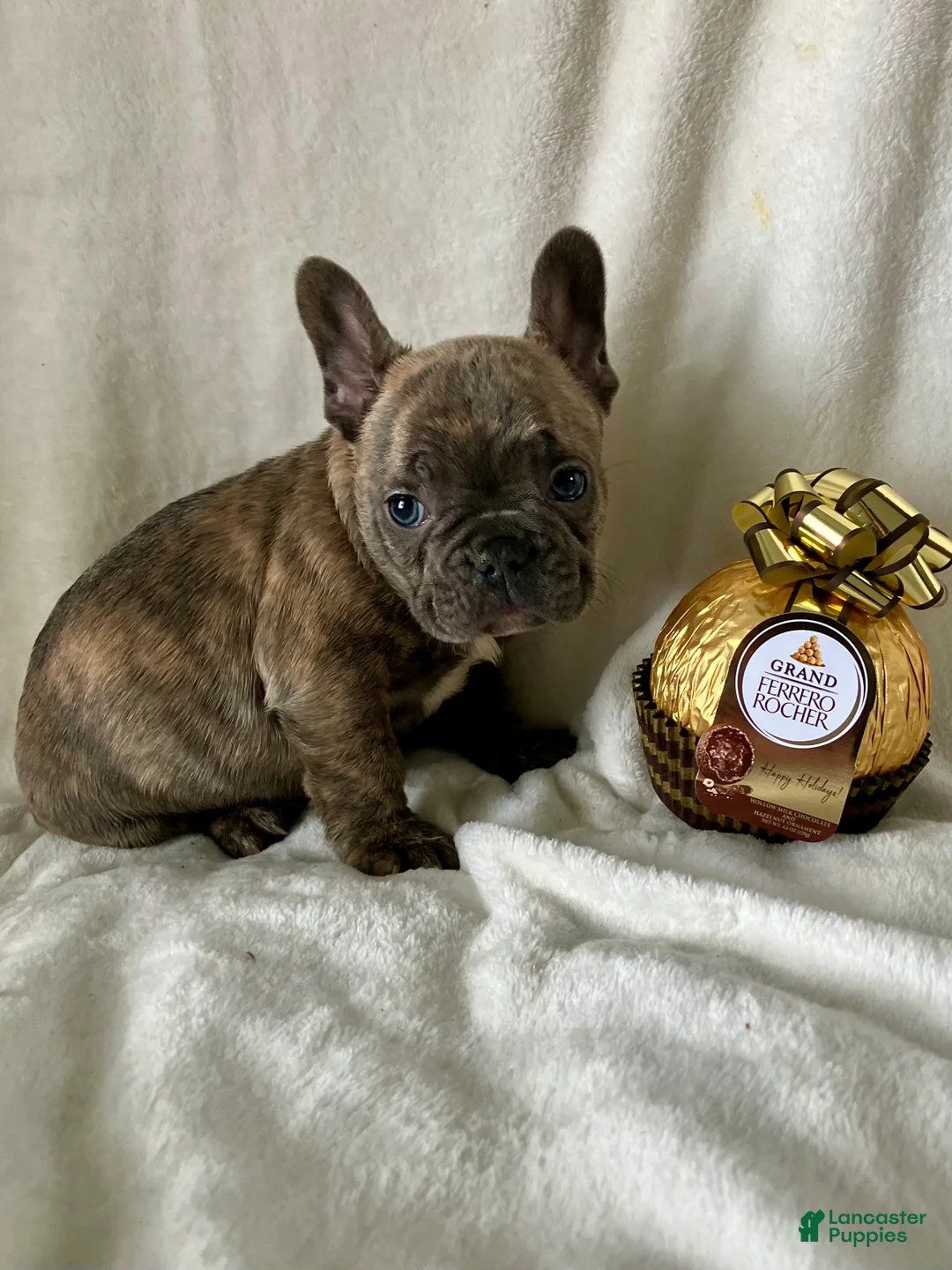 French Bulldog dogs for sale: Prince - Ad 8