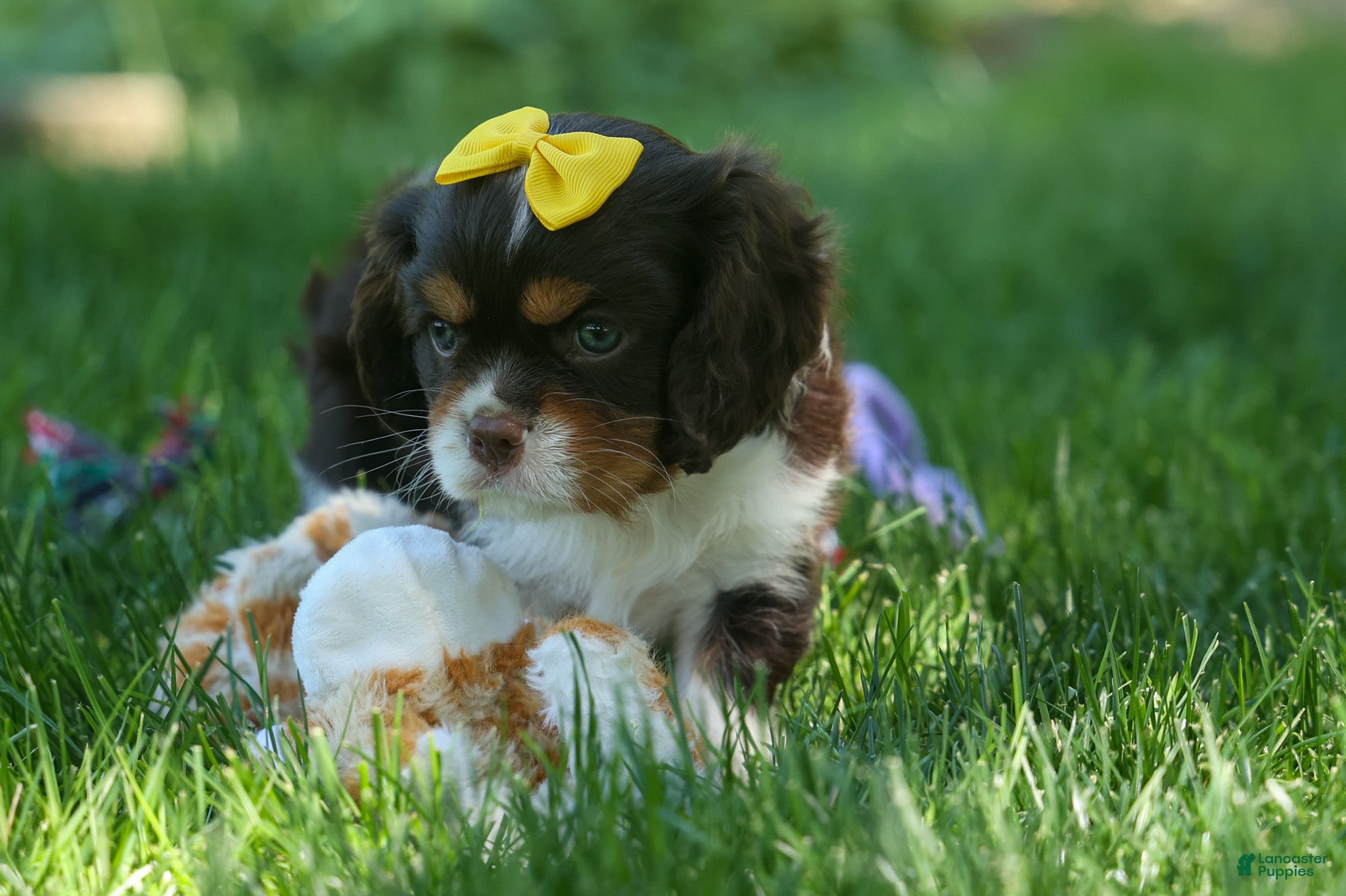 Cavalier King Charles Spaniel dogs  Arthur 🐶 - Ad 1