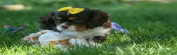 Cavalier King Charles Spaniel dogs for sale:  Arthur 🐶 - Ad 1
