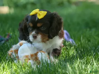 Cavalier King Charles Spaniel dogs for sale: Arthur ๐ถ - Ad 3