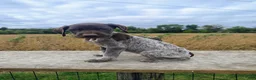 German Shorthaired Pointer dogs for sale: Roxy - Ad 3