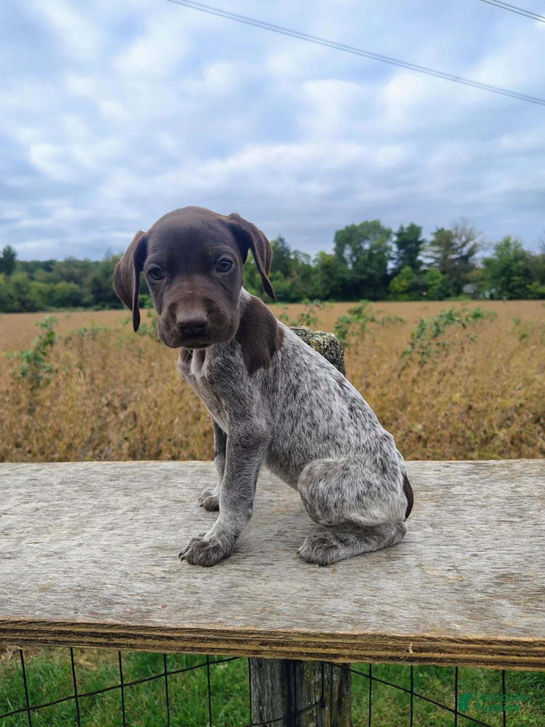 German Shorthaired Pointer dogs for sale: Roxy - Ad 3