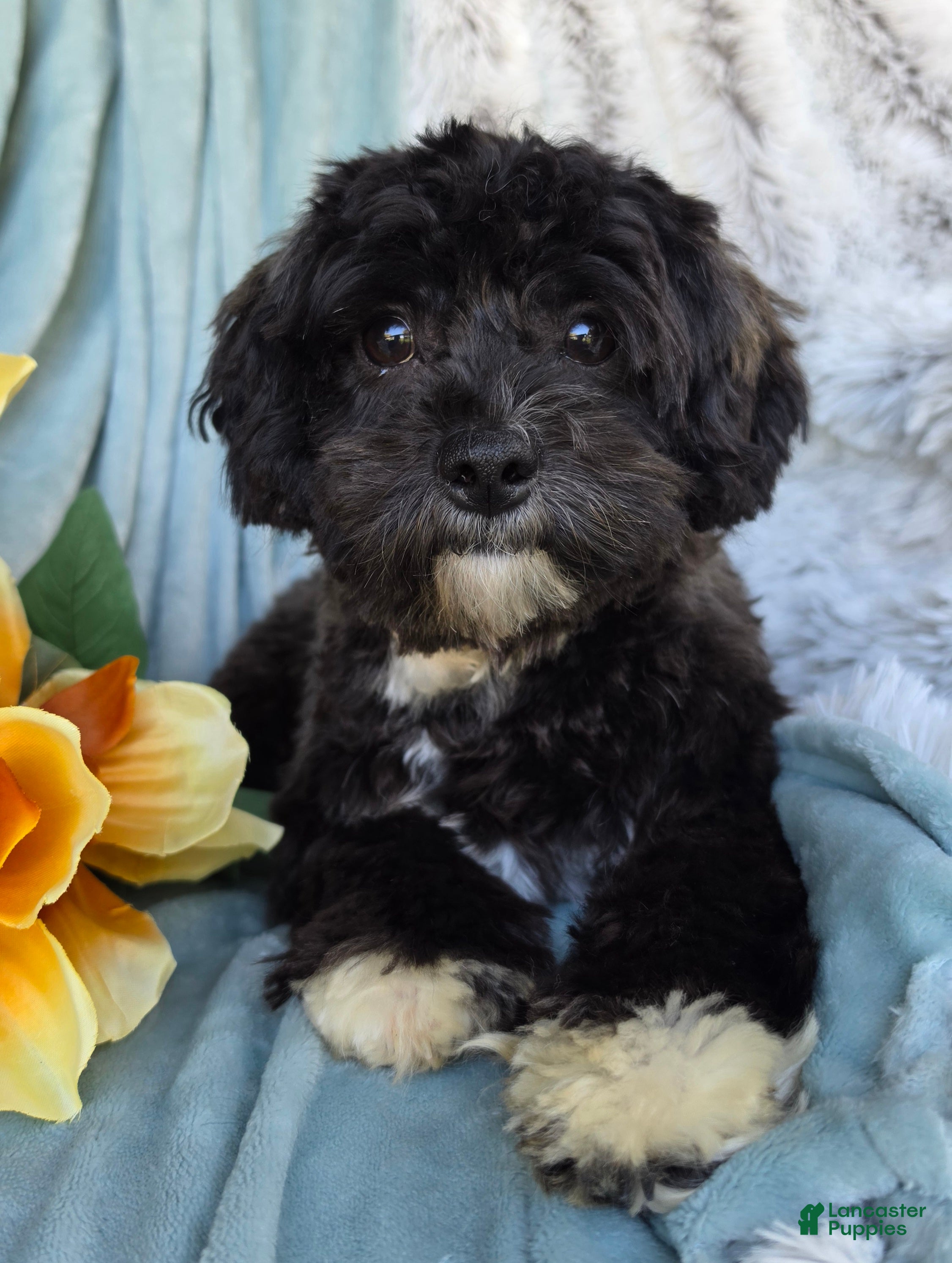 Shihpoo dogs Charlie Lee - Ad 2