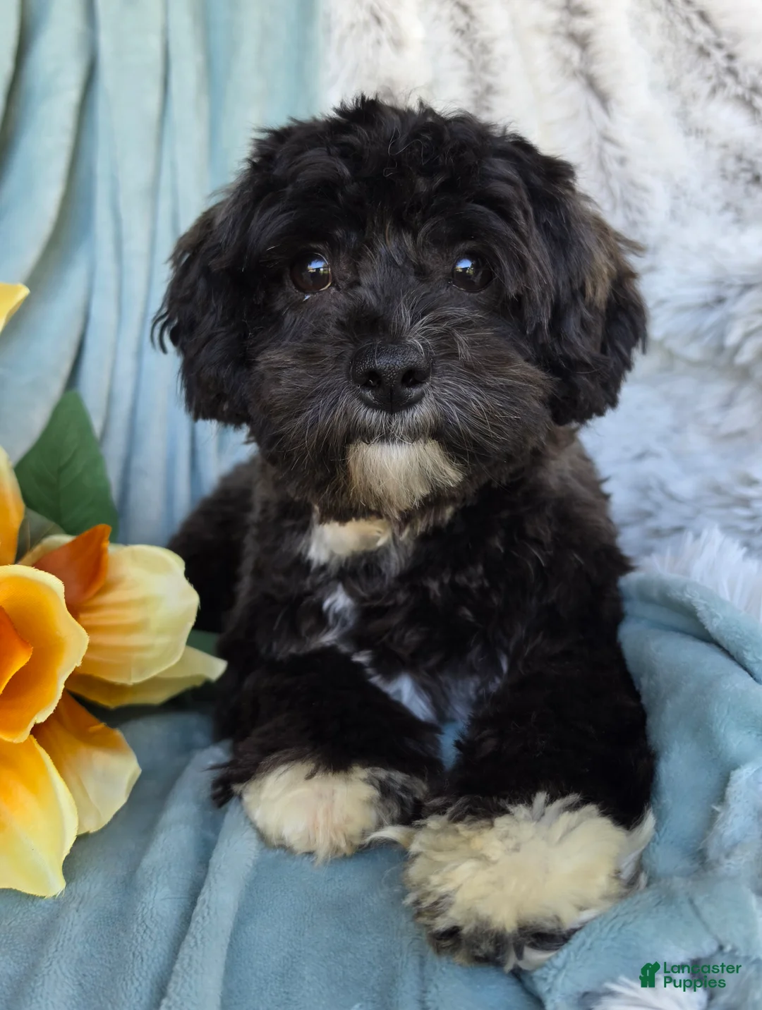 Shihpoo dogs for sale: Charlie Lee - Ad 2