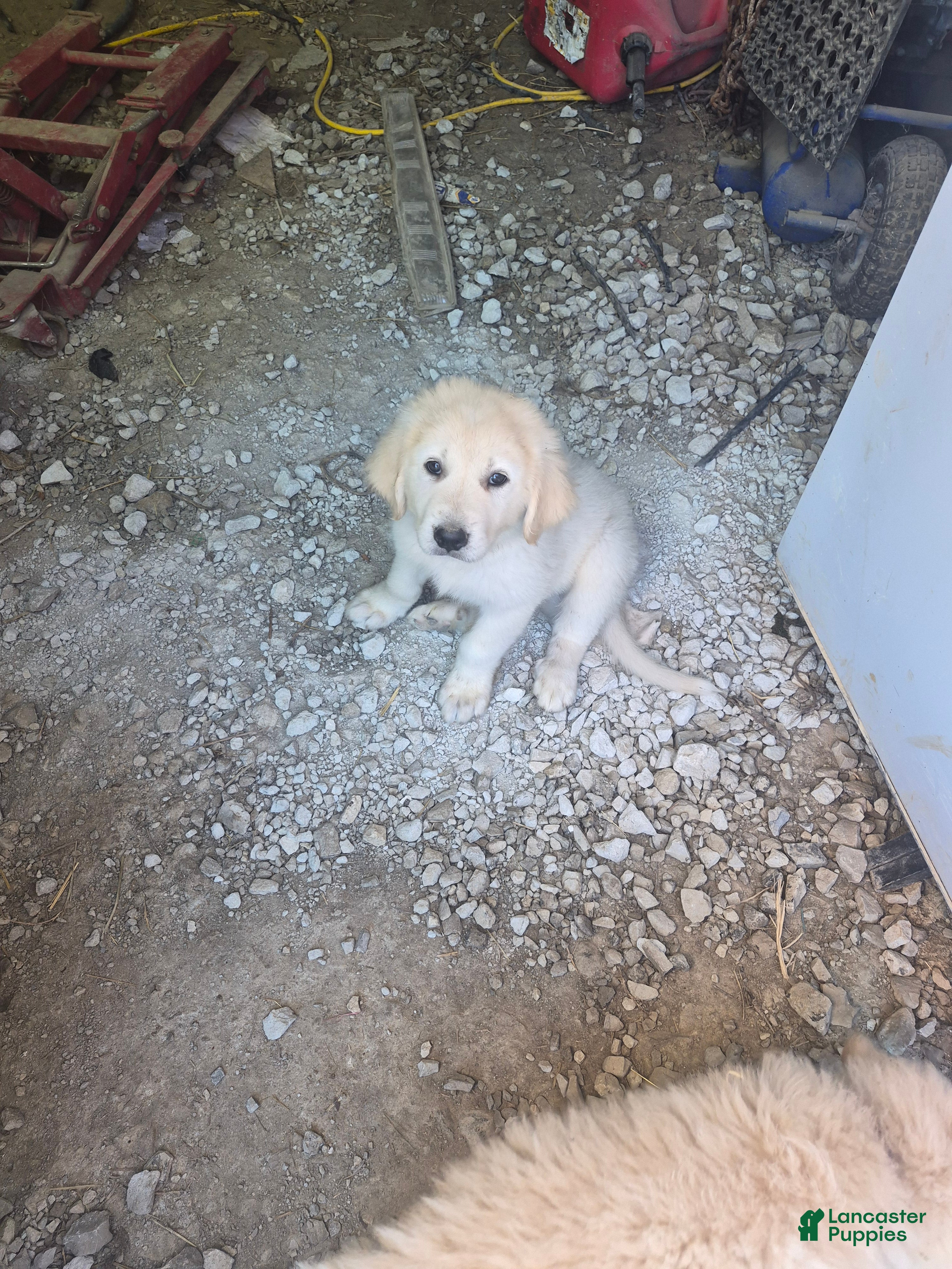 Mixed Breed dogs Mixed Breed 1 - Ad 1