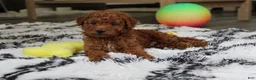 Bichpoo dogs for sale: Jonny - Ad 9