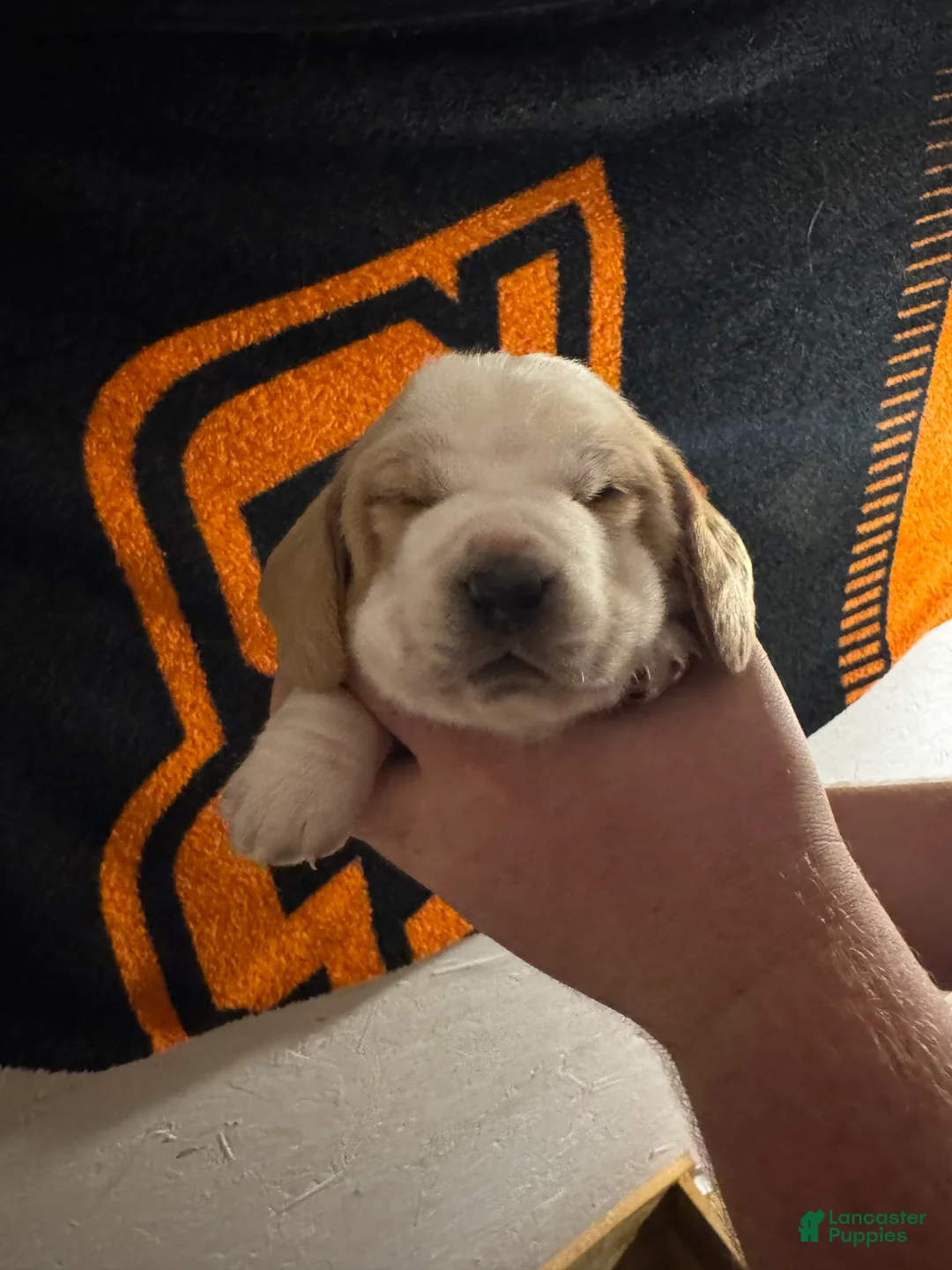 Basset Hound dogs for sale: Boy 1 Alvin - Ad 2