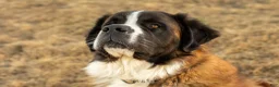 Saint Bernard dogs for sale: Akc Blue - Ad 9