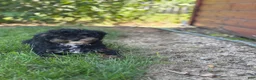 Miniature Poodle dogs for sale: Etta - Ad 3