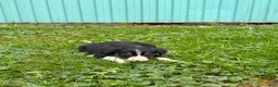 Border Collie dogs for sale: John Border Collie - Ad 2
