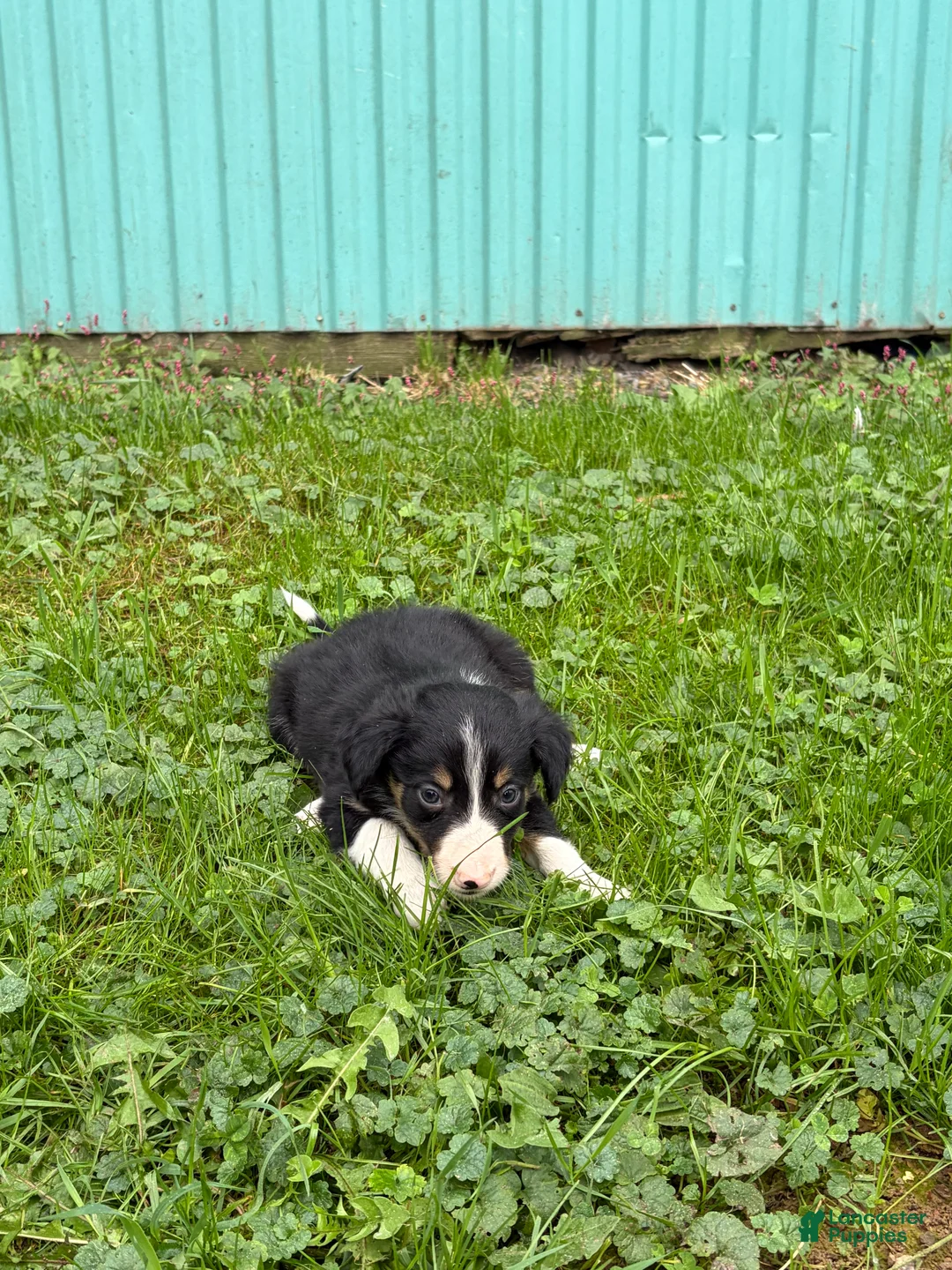 Border Collie dogs for sale: John Border Collie - Ad 2