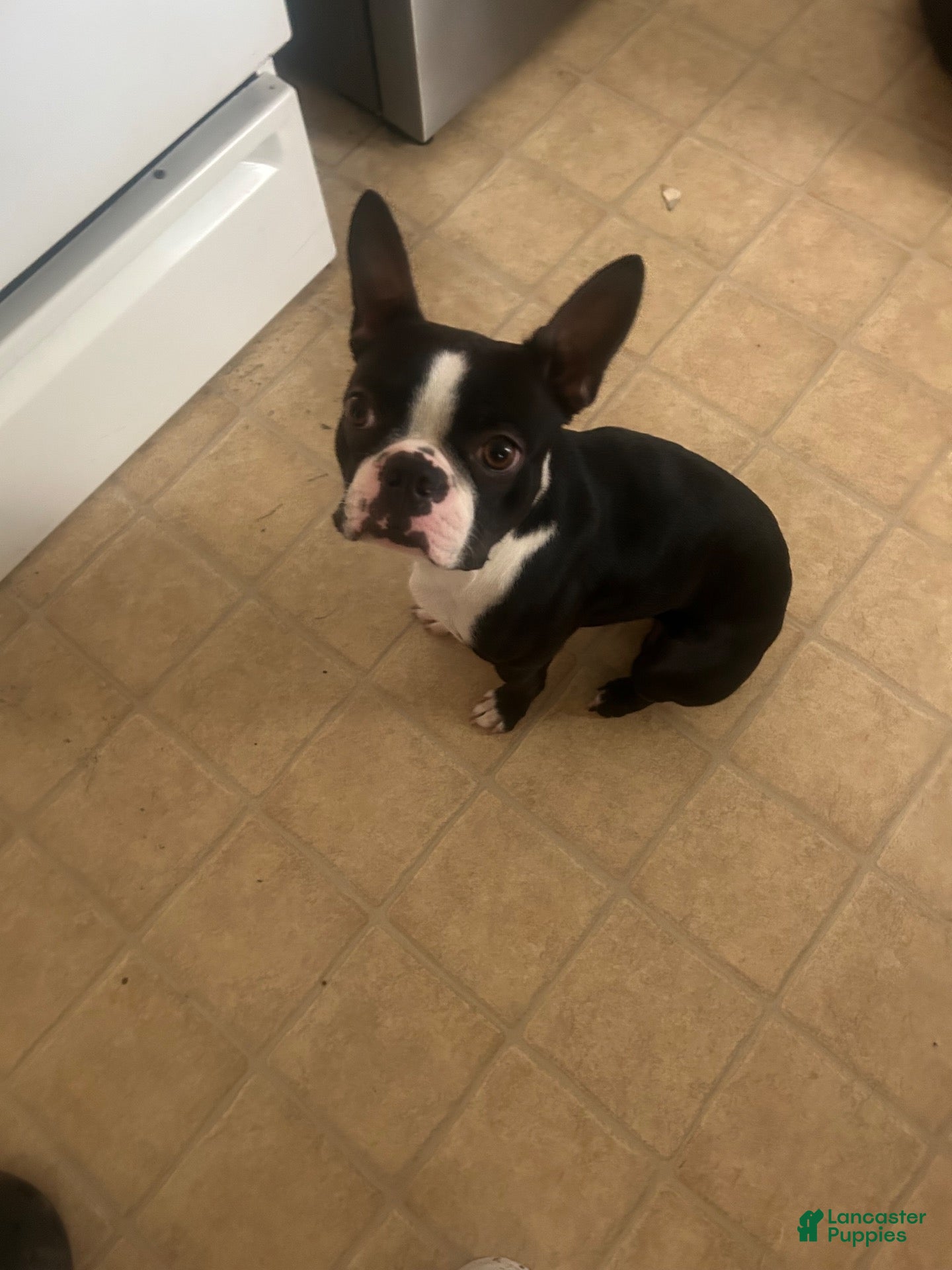 Boston Terrier dogs for sale: Boston Terrier 1 - Ad 1