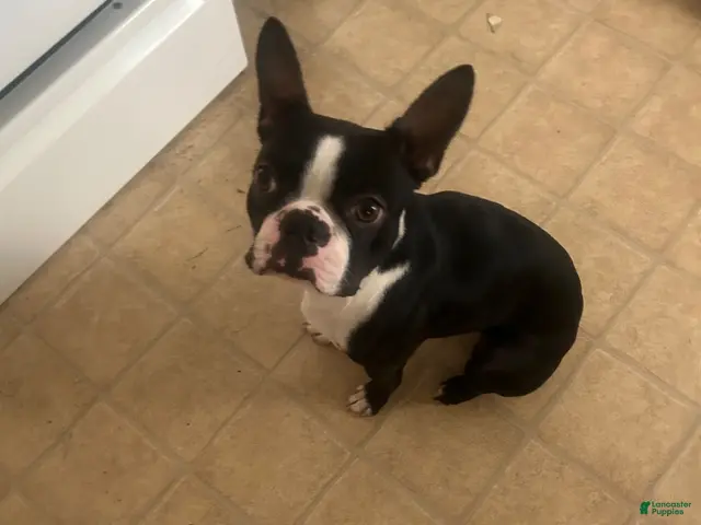 Boston Terrier dogs for sale: Boston Terrier 1 - Ad 1