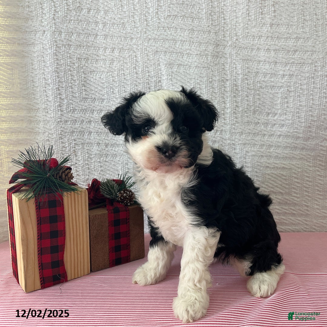 Mini Aussiedoodle dogs for sale: Marley - Ad 2