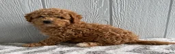 Mini Goldendoodle dogs for sale: Ranger - Ad 5